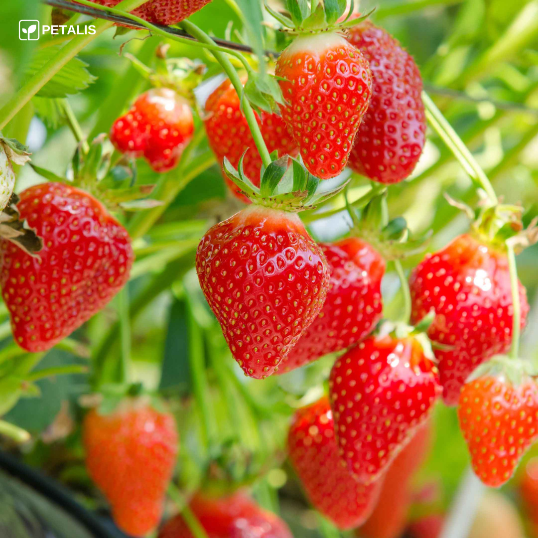 Sementes de Morango Petalis