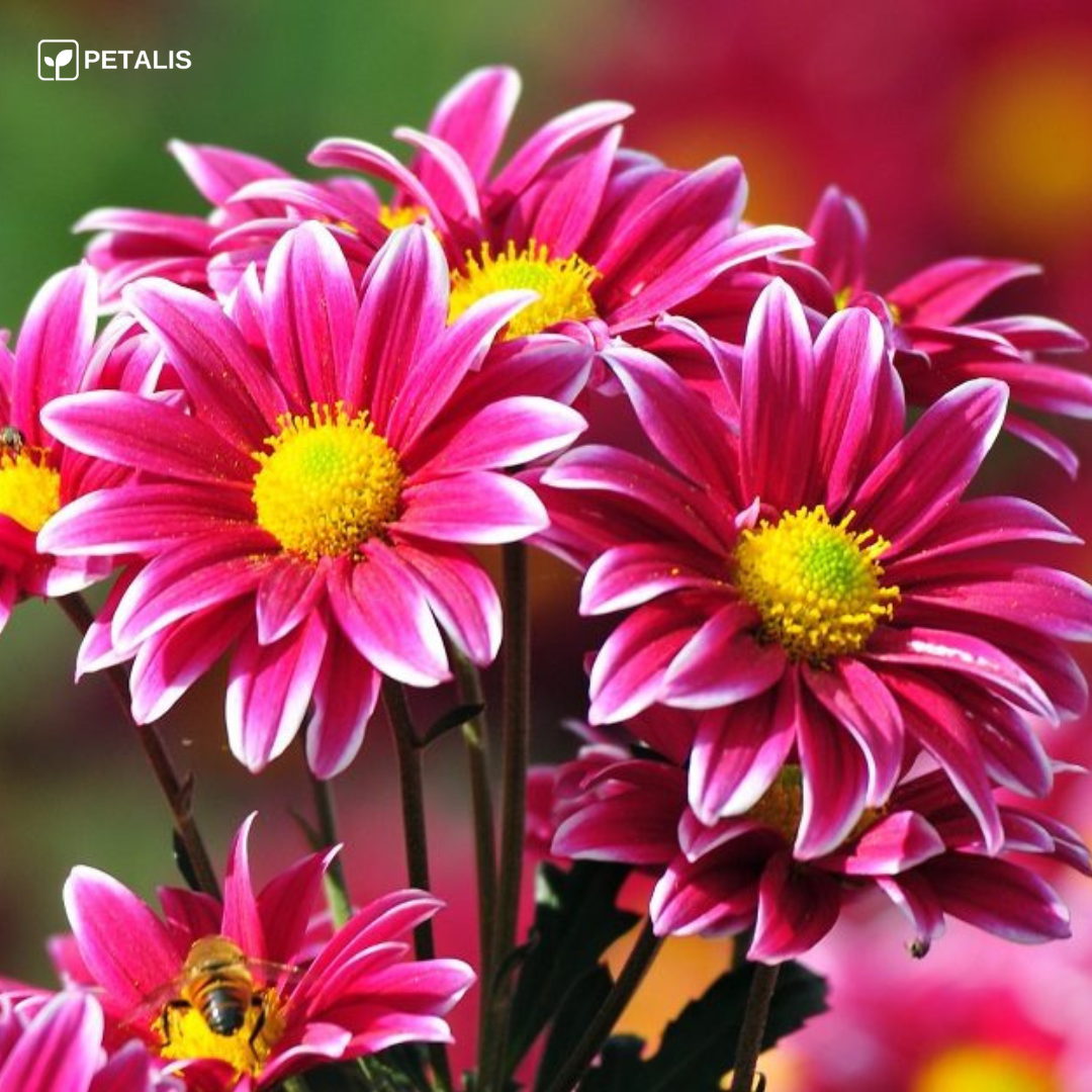 Mistura de sementes de flores Petalis