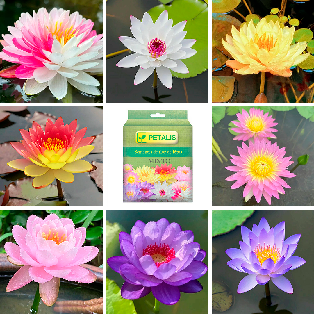 Sementes de flor de Lótus Petalis