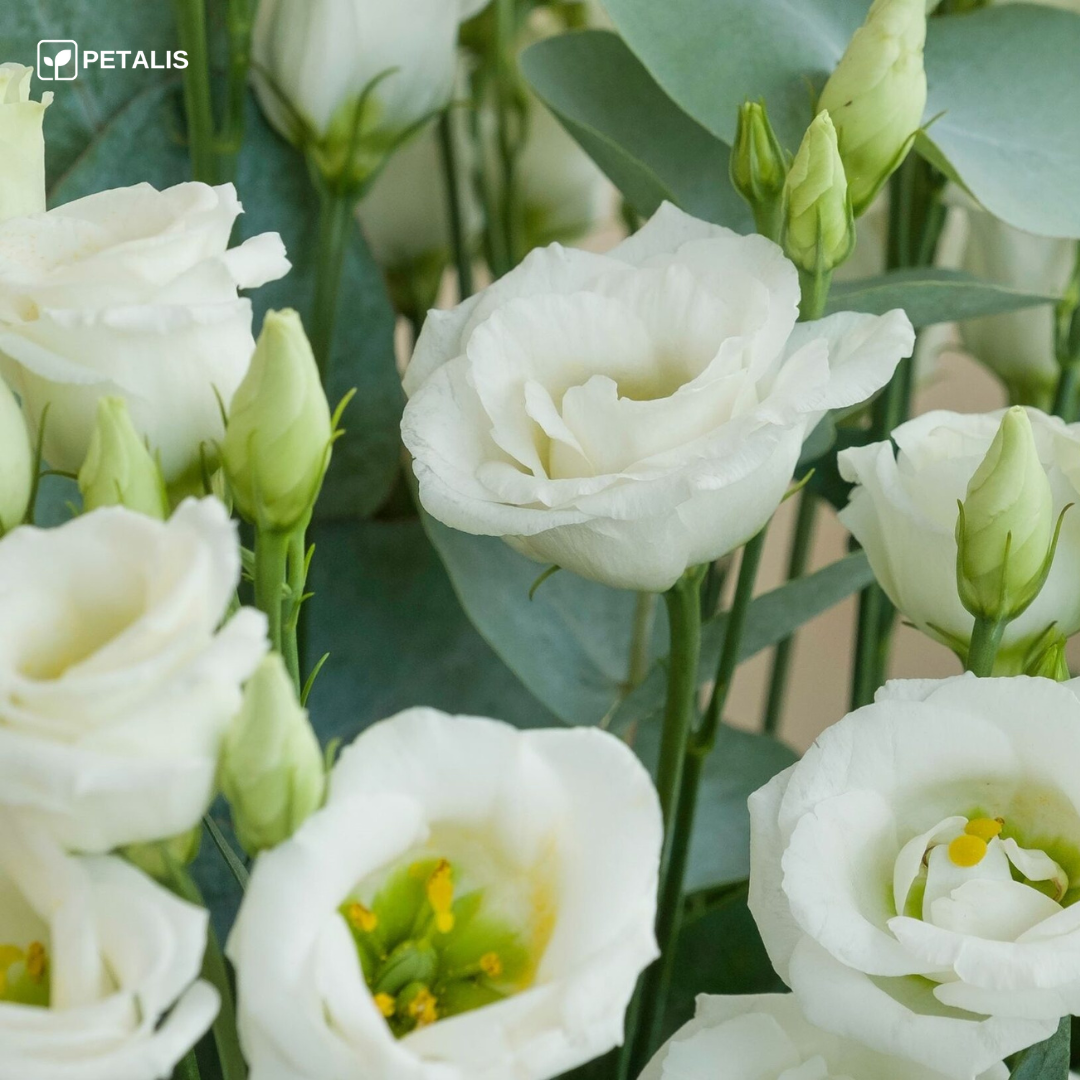 Sementes de Eustoma