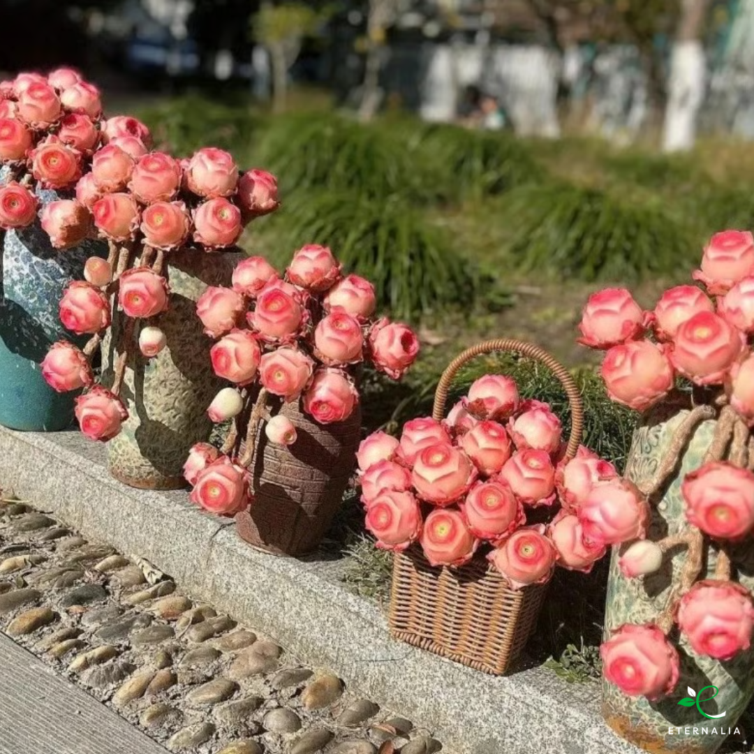 Sementes da Planta Suculenta Eternalia