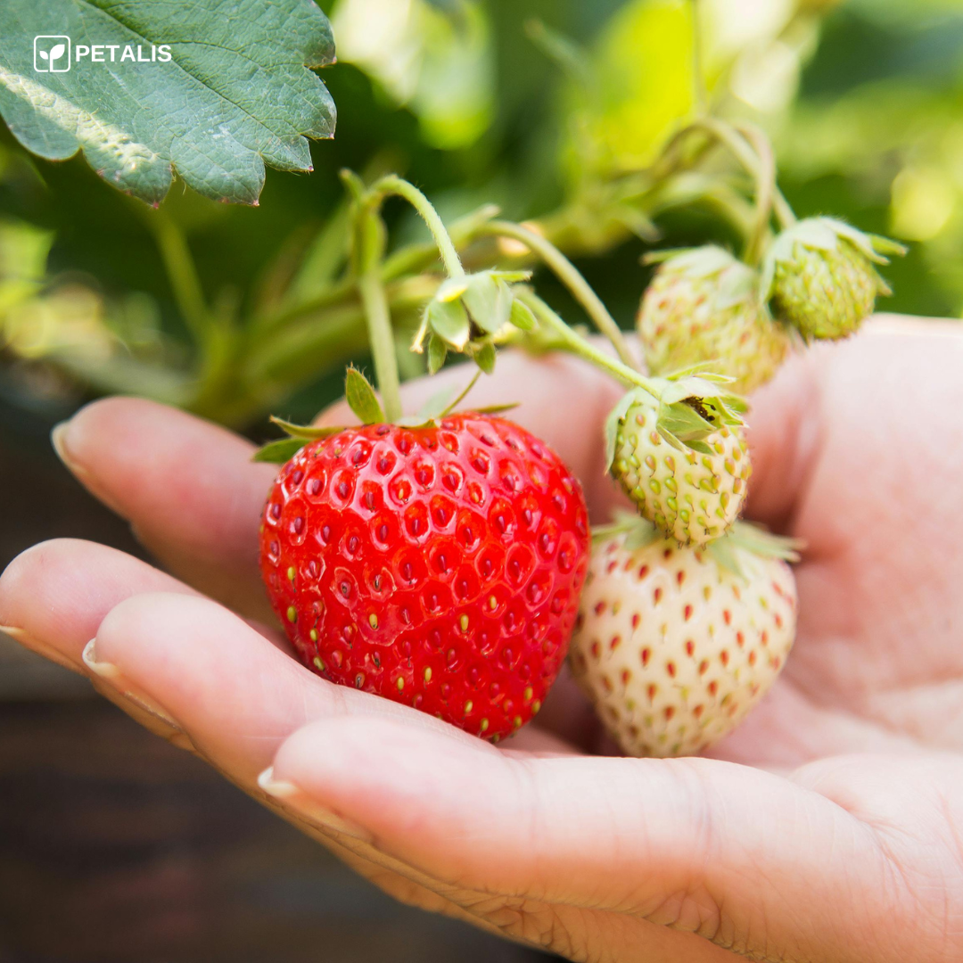 Sementes de Morango Petalis