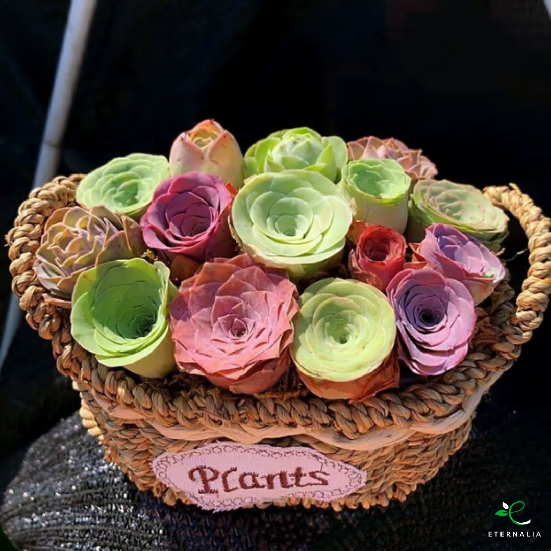 Sementes da Planta Suculenta Eternalia