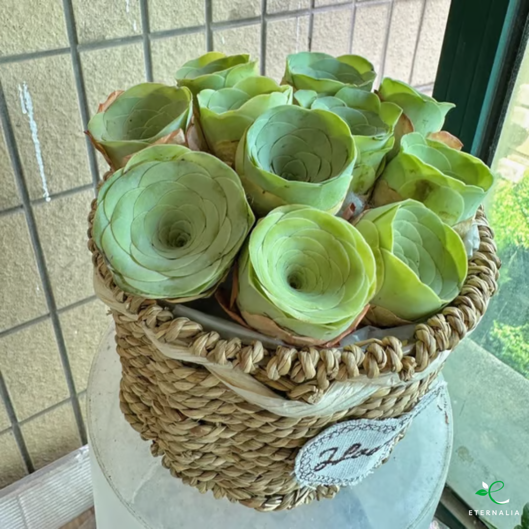 Sementes da Planta Suculenta Eternalia