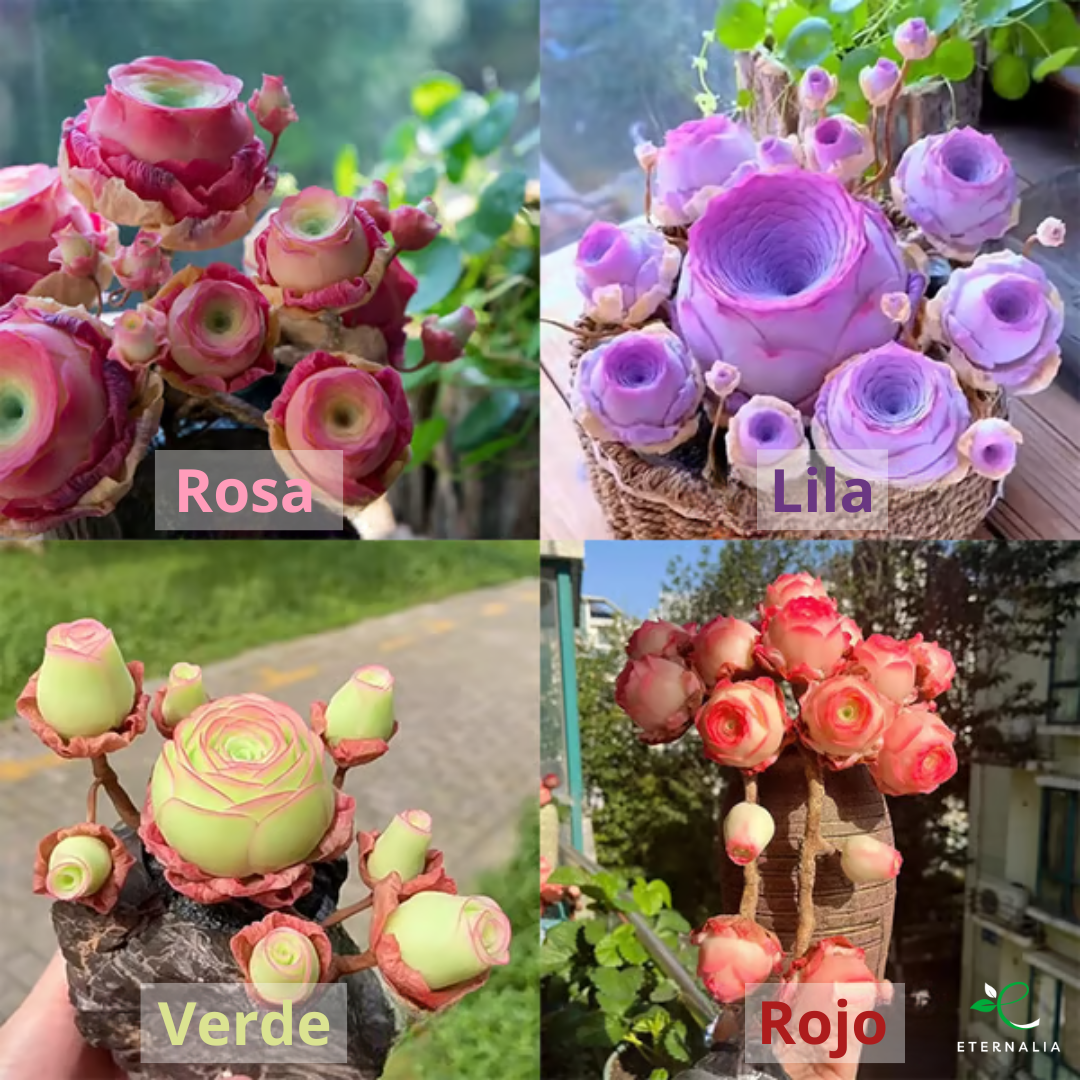 Sementes da Planta Suculenta Eternalia