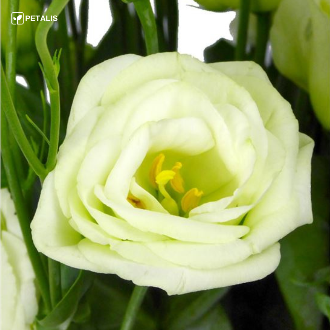 Sementes de Eustoma