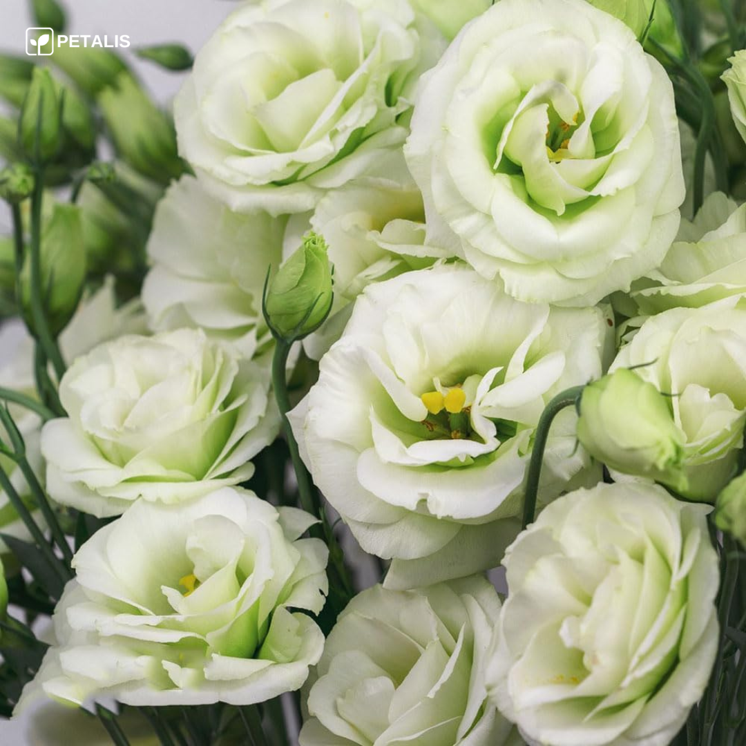 Sementes de Eustoma