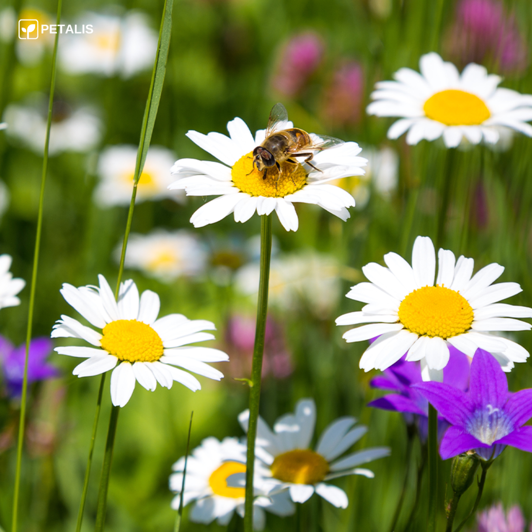 Mistura de sementes de flores Petalis