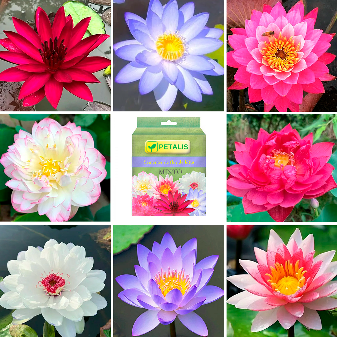 Sementes de flor de Lótus Petalis