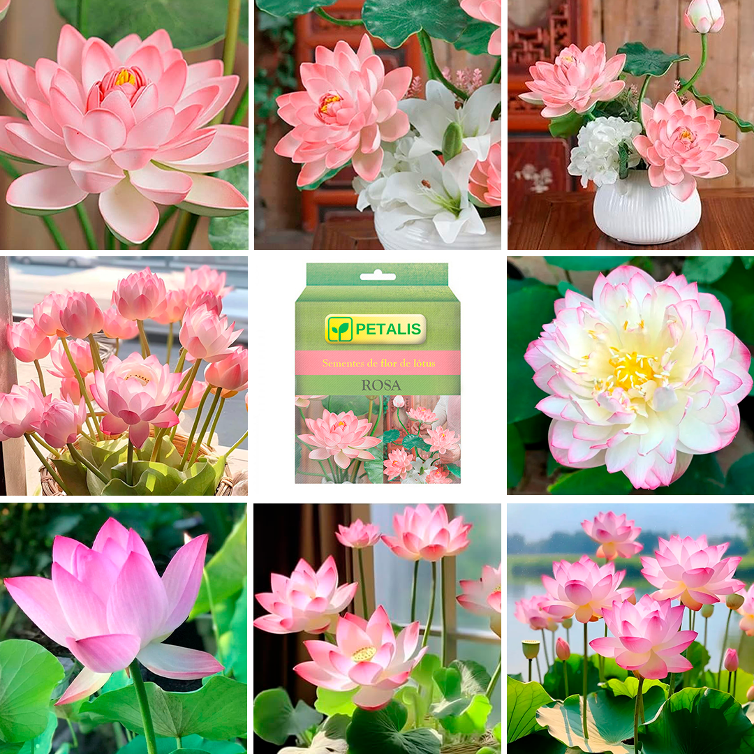 Sementes de flor de Lótus Petalis