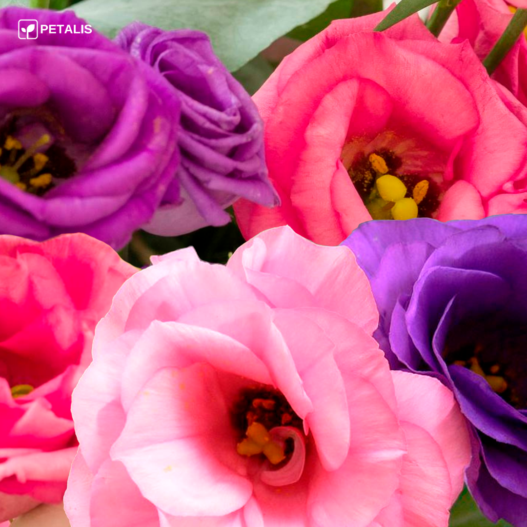 Sementes de Eustoma