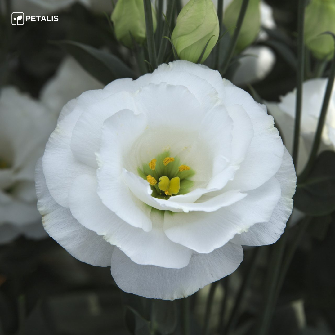 Sementes de Eustoma