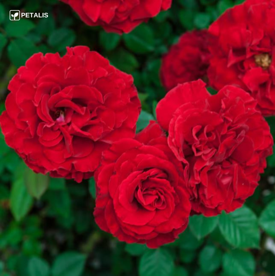 Sementes de flores Petalis para jardim